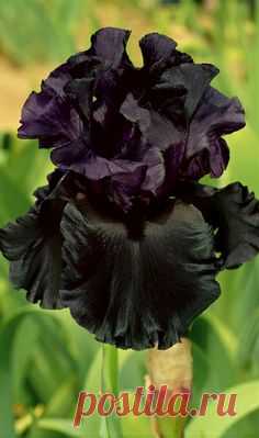 Lacey Spaulding Parks сохранил(а) Пин на доску Flowers/gardens.  Men in Black German Iris  
 |  Pinterest • Всемирный каталог идей