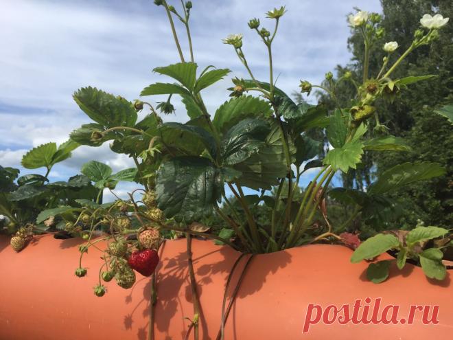 Грядки для клубники в трубах ПВХ своими руками В этой статье мы расскажем как сделать грядки для клубники в трубах ПВХ своими руками.
Какие не допустить ошибки, чтобы клубника хорошо росла и плодоносила. Грядки из ПВХ труб можно использовать и для…
