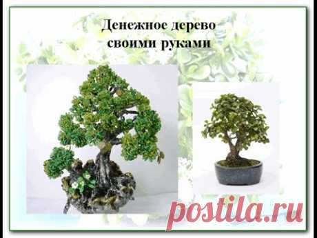 Денежное дерево и все о нем