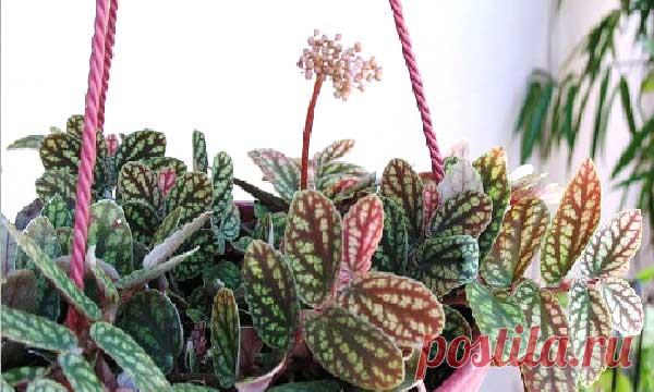 Пеллиония — уход в домашних условиях