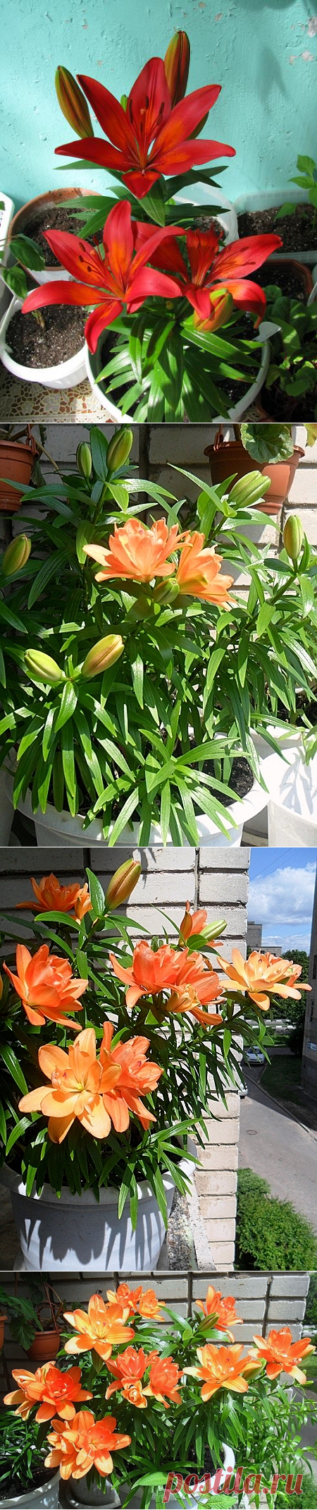 Лилия - опыт выращивания в горшках на подоконнике - Страница 10 - Форум цветоводов Фрау Флора