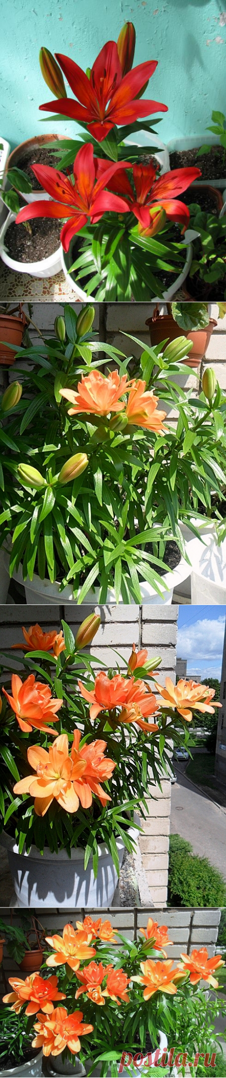 Лилия - опыт выращивания в горшках на подоконнике - Страница 10 - Форум цветоводов Фрау Флора