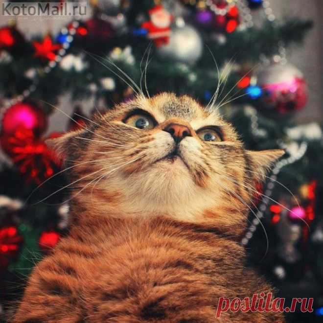 Опрокинул елку и горд собой!
