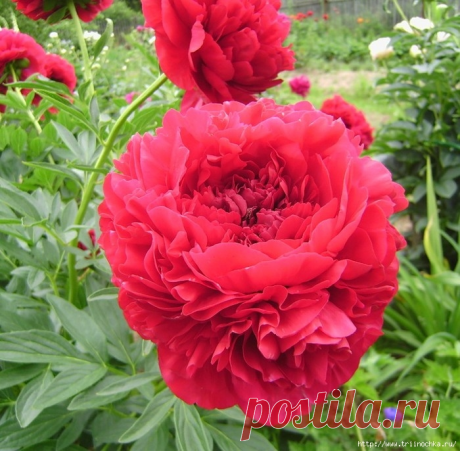 Пионы - календарь ухода