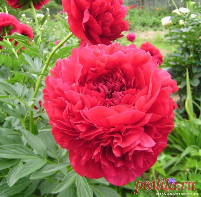 Пионы - календарь ухода