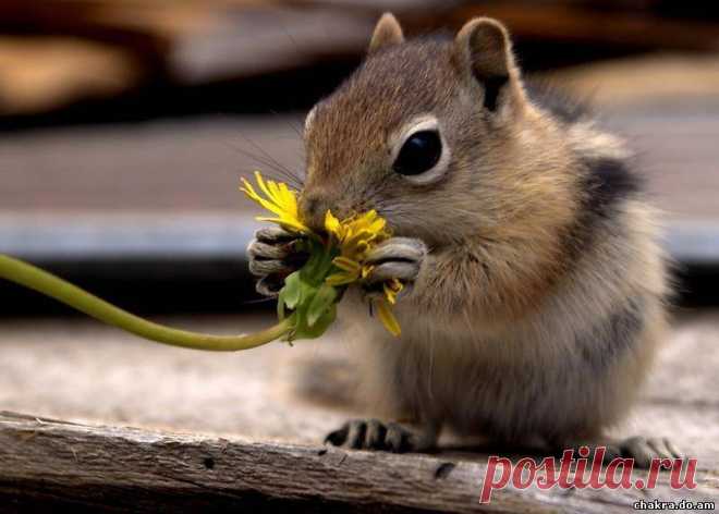 Экология: береги природу! | Животные и растения