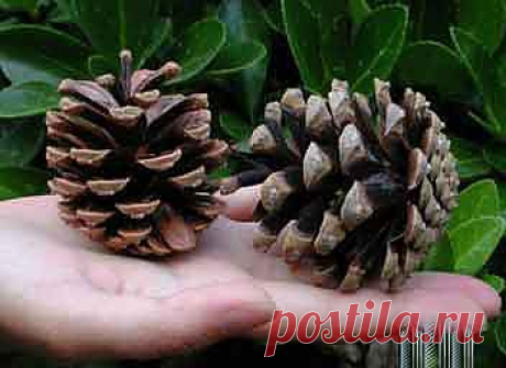 Настойка зеленых сосновых шишек от кашля