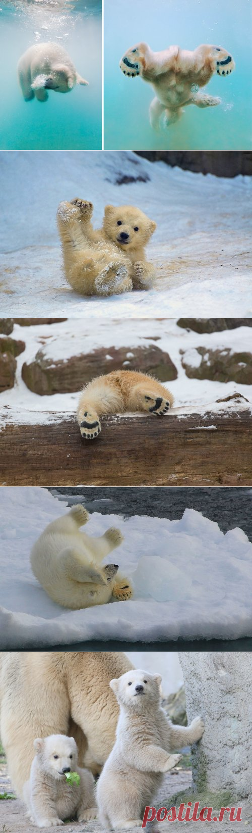 Очаровательные полярные медвежата, которые растопят ваше сердце