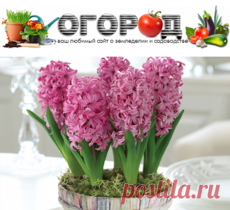 Гиацинты посадка, уход и размножение в домашних условиях | Огород