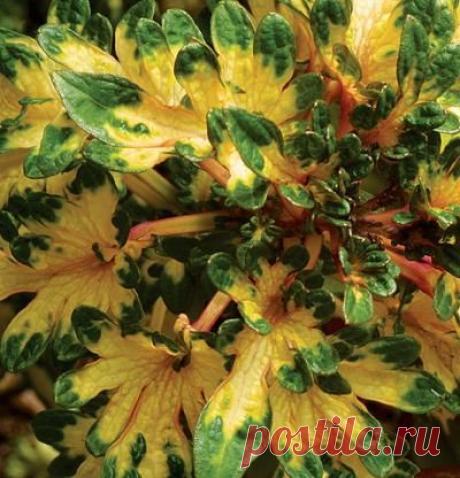 Solenostemon scutellarioides ‘Little Twister’ | Fine Gardening