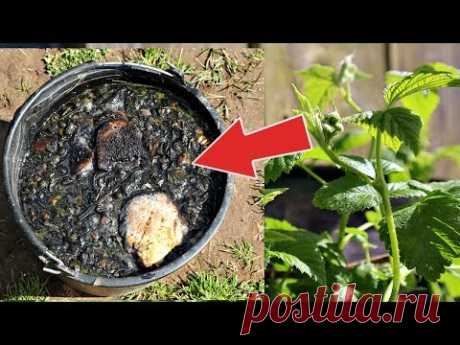 Малины будет хоть продавай! Подкормите этим малину во время цветения и плодоношения!