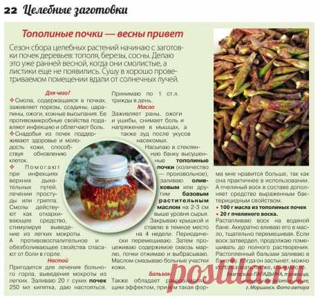 Тополиные почки