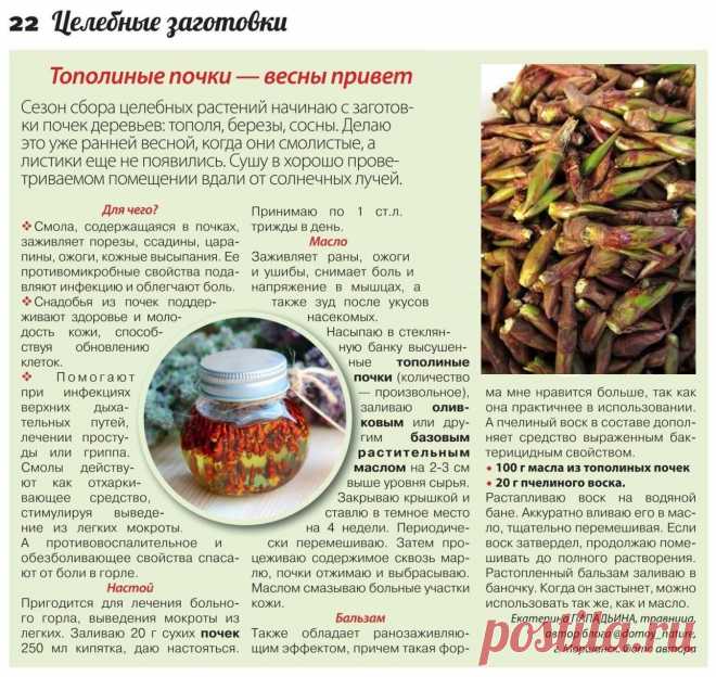 Тополиные почки