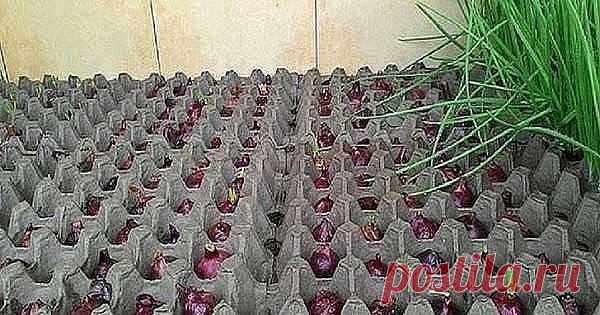 Земля здесь не нужна! 
Самый чудный способ выращивания лука.
Если ты не любишь возиться с землей, но уважаешь свежую зелень, есть хорошая новость! Существует хитрый способ выращивания молодого лука.

Вот как вырастить лук на подоконнике зимой в комнатных условиях. Потребуется минимум материалов и усилий. Прихвати луковицы — и вперед!
Как вырастить лук на подоконнике

ТЕБЕ ПОНАДОБИТСЯ

 
противень
картонные упаковки из-под яиц
теплая вода
луковицы
ХОД РАБОТЫ
Налей в противе...