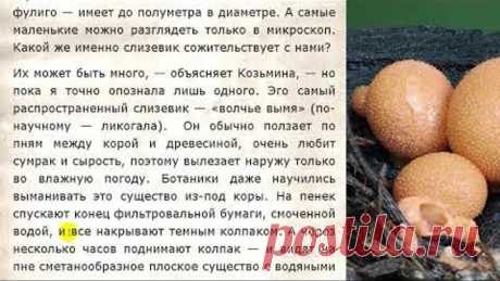 Гриб слизевик, поедающий тело человека и как от него избавиться