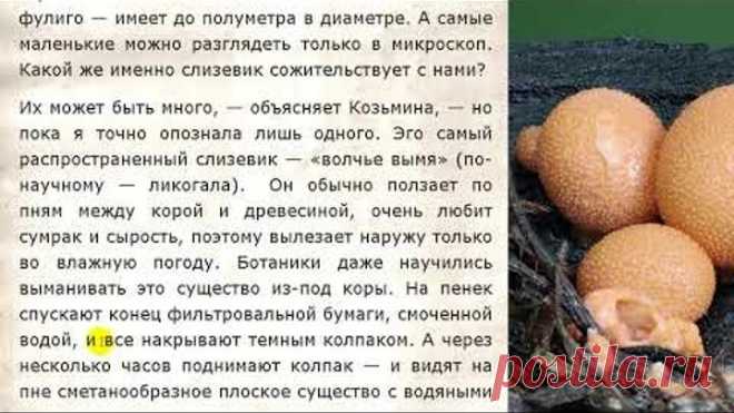 Гриб слизевик, поедающий тело человека и как от него избавиться