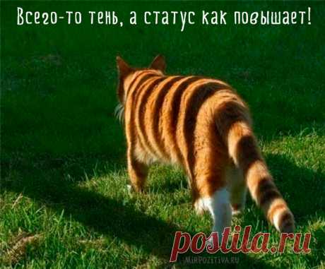 Самые смешные кошки: лучшая подборка картинок и фото
