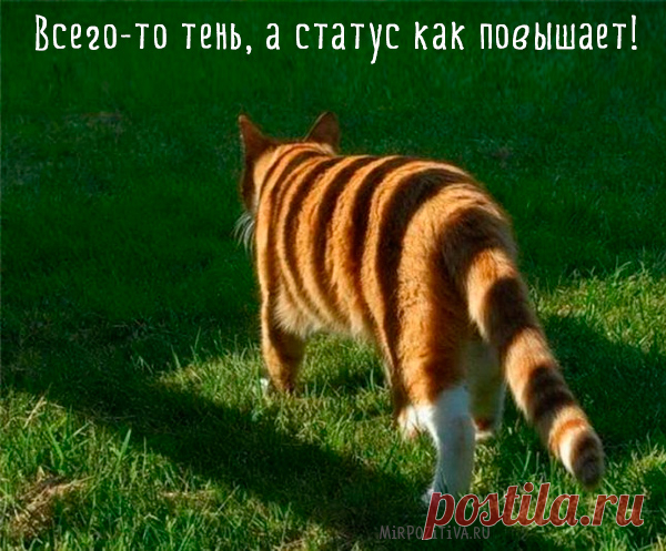 Самые смешные кошки: лучшая подборка картинок и фото