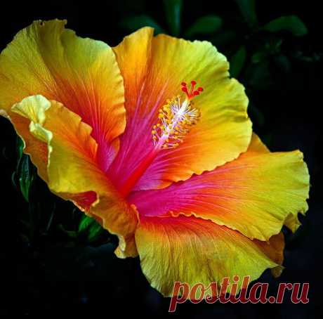 Hibiscus | flores bellas