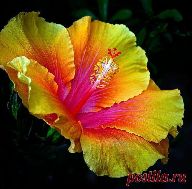 Hibiscus | flores bellas