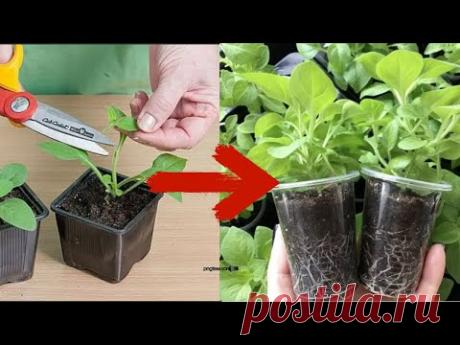 Многие и не знают, что из 1 ПЕТУНИИ зимой можно сделать 100