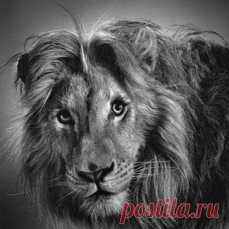 Фото Без названия. Альбом ЦАРЬ ЗВЕРЕЙ - 50 фото. Фотографии ⊰✿⊱ ОЛЬГА ⊰✿⊱.