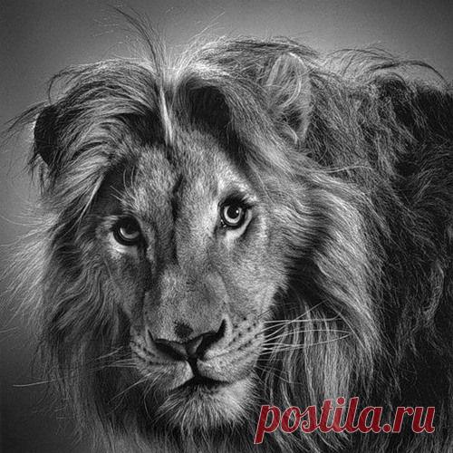 Фото Без названия. Альбом ЦАРЬ ЗВЕРЕЙ - 50 фото. Фотографии ⊰✿⊱ ОЛЬГА ⊰✿⊱.