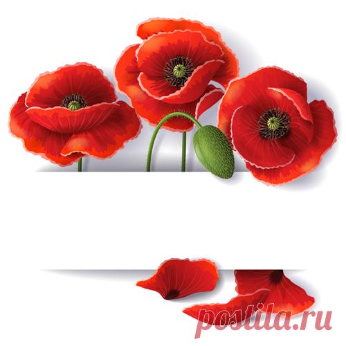 Red poppy with white background vector 01 - Vector Background, Vector Flower