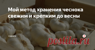 Мой метод хранения чеснока свежим и крепким до весны Чеснок - очень полезный и нужный продукт. Фактически ни одно горячее блюдо не обходится без его участия, разве что выпечка и сладкое. Поэтому чеснока должно быть много, и по качеству он должен быть отличным: крупным, крепким и сочным.
Вырастить такой чеснок - одно дело, другое - суметь его сохранить до весны как минимум. Конечно и в магазине его можно купить, стоит он копейки. Но мне так не нравит
