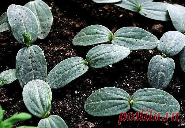 Огурцы : сильнее корни - больше урожай

Существует эффективный метод выращивания раннего урожая огурцов - в среднем по 20-25 шт. с каждого куста. Урожай при использовании этого метода в несколько раз выше обычного.

Для этого сухие семена огурцов высевают в ящики, на дно насыпают песка - для фильтрации, сверху добавляют почвосмесь (50% огородной земли и 50% перегноя).

Наполнять ящички следует до половины их высоты на 3-4 см. Семена высаживают на глубину 1-2 см через 3-4 с...