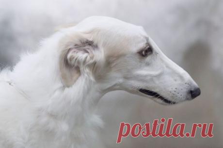 Русские псовые борзые необыкновенно красивые, величественные, изящные, добродушные, но при этом немного замкнутые, сильные и отважные, неутомимые и неимоверно прыткие собаки...