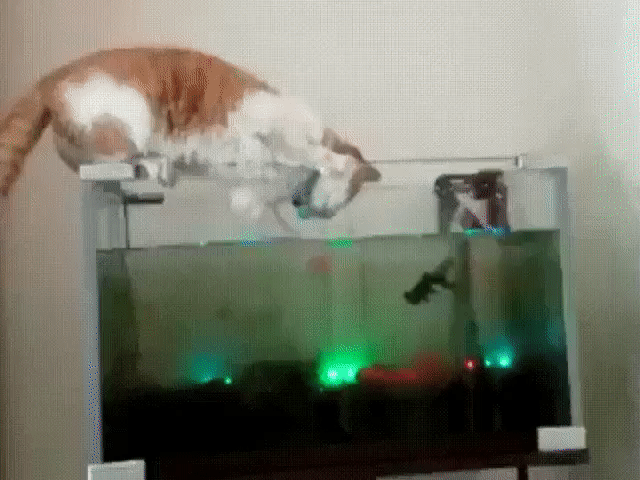 - А я-то думал....... Куда  рыбки дорогущие деваются.....?