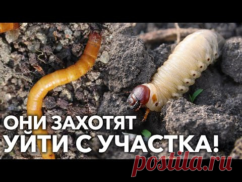 КАК ИЗБАВИТЬСЯ ОТ ПРОВОЛОЧНИКА И ЛИЧИНОК ХРУЩА В ПОЧВЕ?!