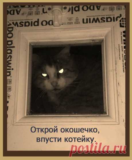 Открой окошечко, впусти котейку.