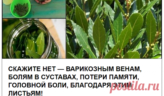 Скажите НЕТ — варикозным венам, болям в суставах, потери памяти, головной боли, благодаря этим листьям!