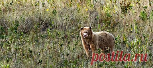 Само наличие устойчивой популяции очковых медведей в том регионе оказалось открытием для ученых, а вот этот «золотистый» косолапый озадачил их еще больше 🐻