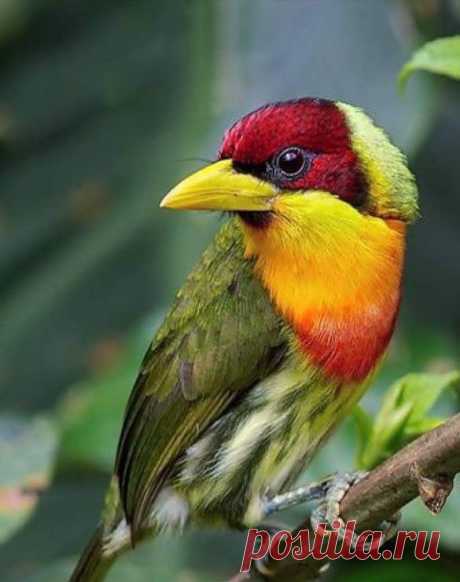 flying of birds Source :flying of birds ,तीखी निगाहें