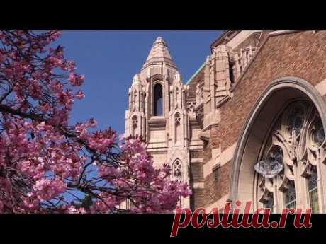 Spring at University of Washington 1080p HD