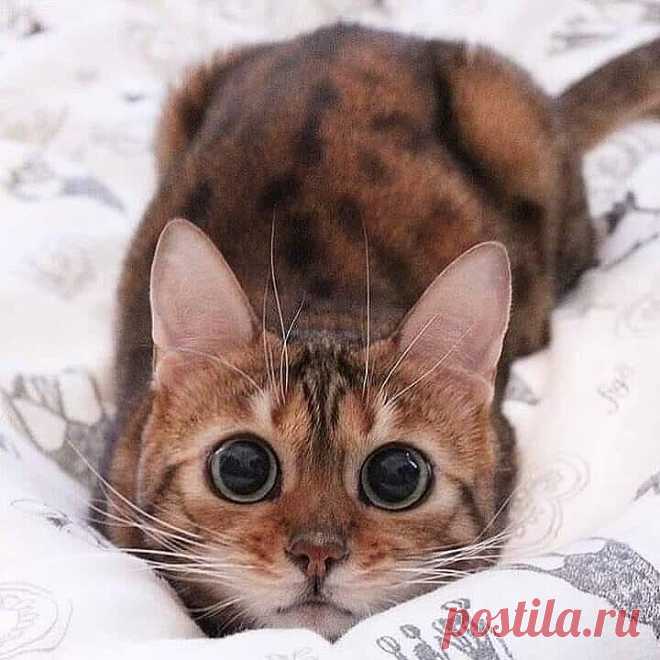 Прицел активирован