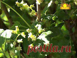 СМОРОДИНА Садоводство. Вопросы и ответы онлайн