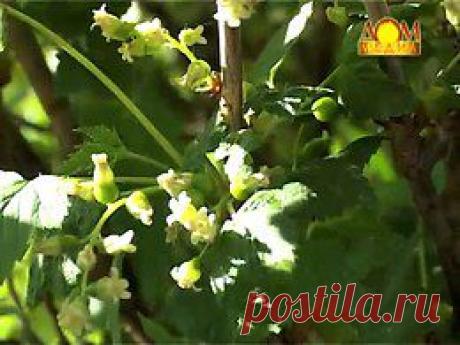 СМОРОДИНА Садоводство. Вопросы и ответы онлайн