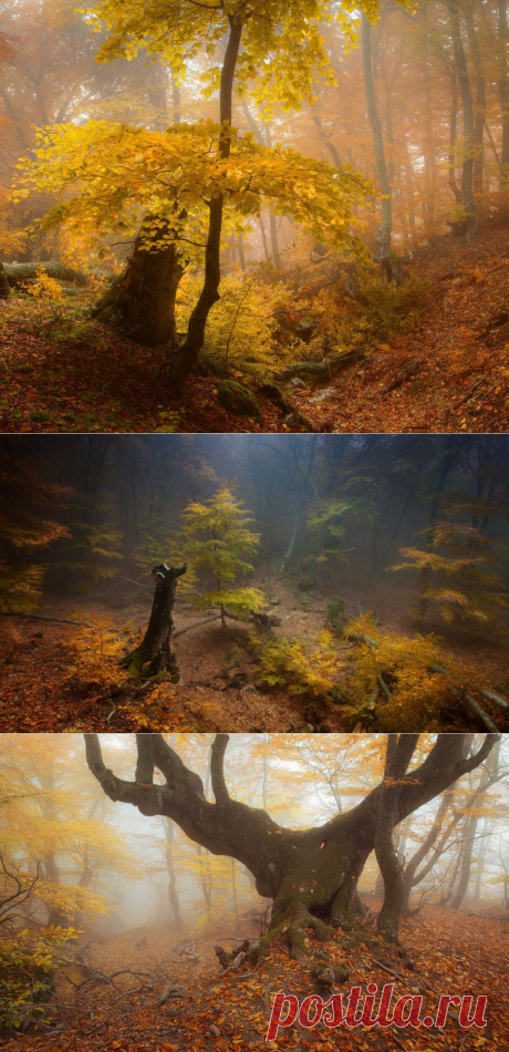 Таинственный лес. Фотограф Андрей Уляшев