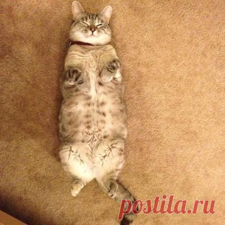 Нала – самая популярная кошка интернета, имеющая более 2 млн подписчиков на Instagram / Питомцы