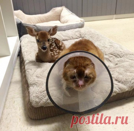 Спасенный кот заботится о животных