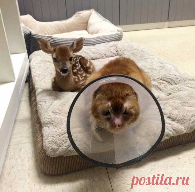 Спасенный кот заботится о животных