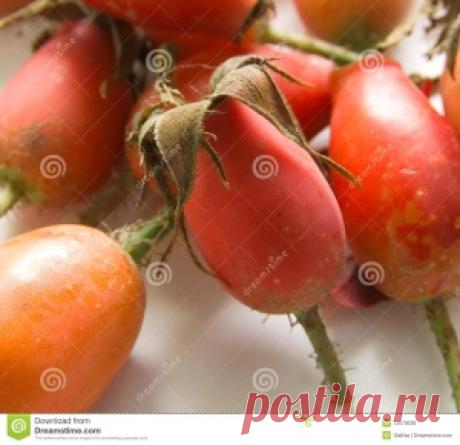Корень шиповника применение. Консультация фитотерапевта.