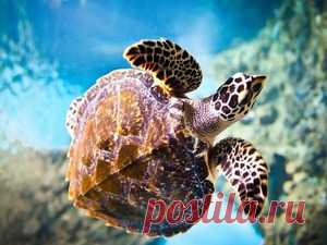 Подводный мир, обои для рабочего стола на Desktopwallpapers.ru, страница 4 из 24