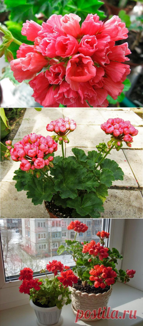 Тюльпановидная пеларгония