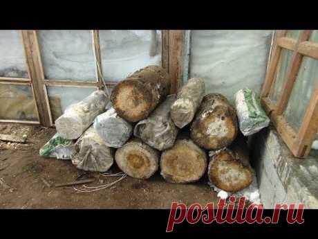 Вешенка на пнях (чурках), хранение в целлофане или без него.