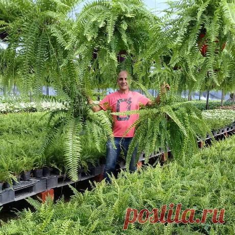 15 Лучших вариантов вьющихся и ампельных комнатных растений